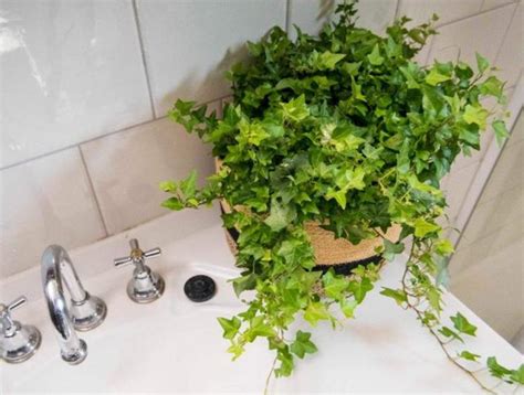 適合浴室的植物 壬水